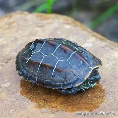 養烏龜招財嗎|養烏龜招財：改善風水、提升運勢的秘訣 